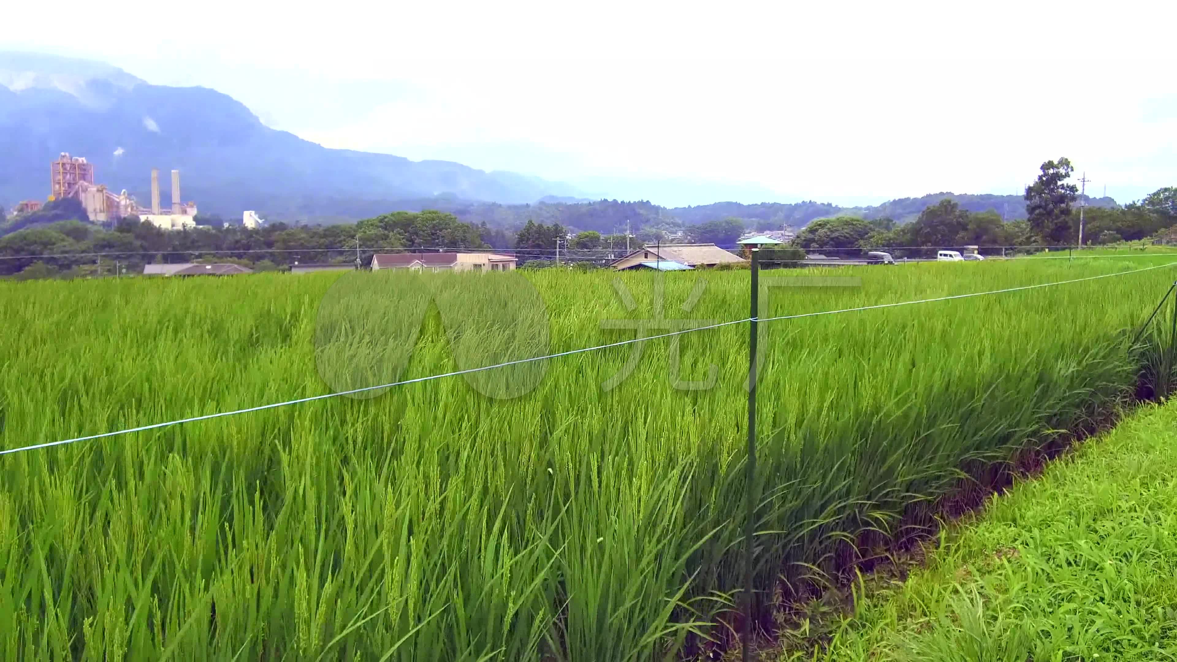 4k实拍山区水稻种植