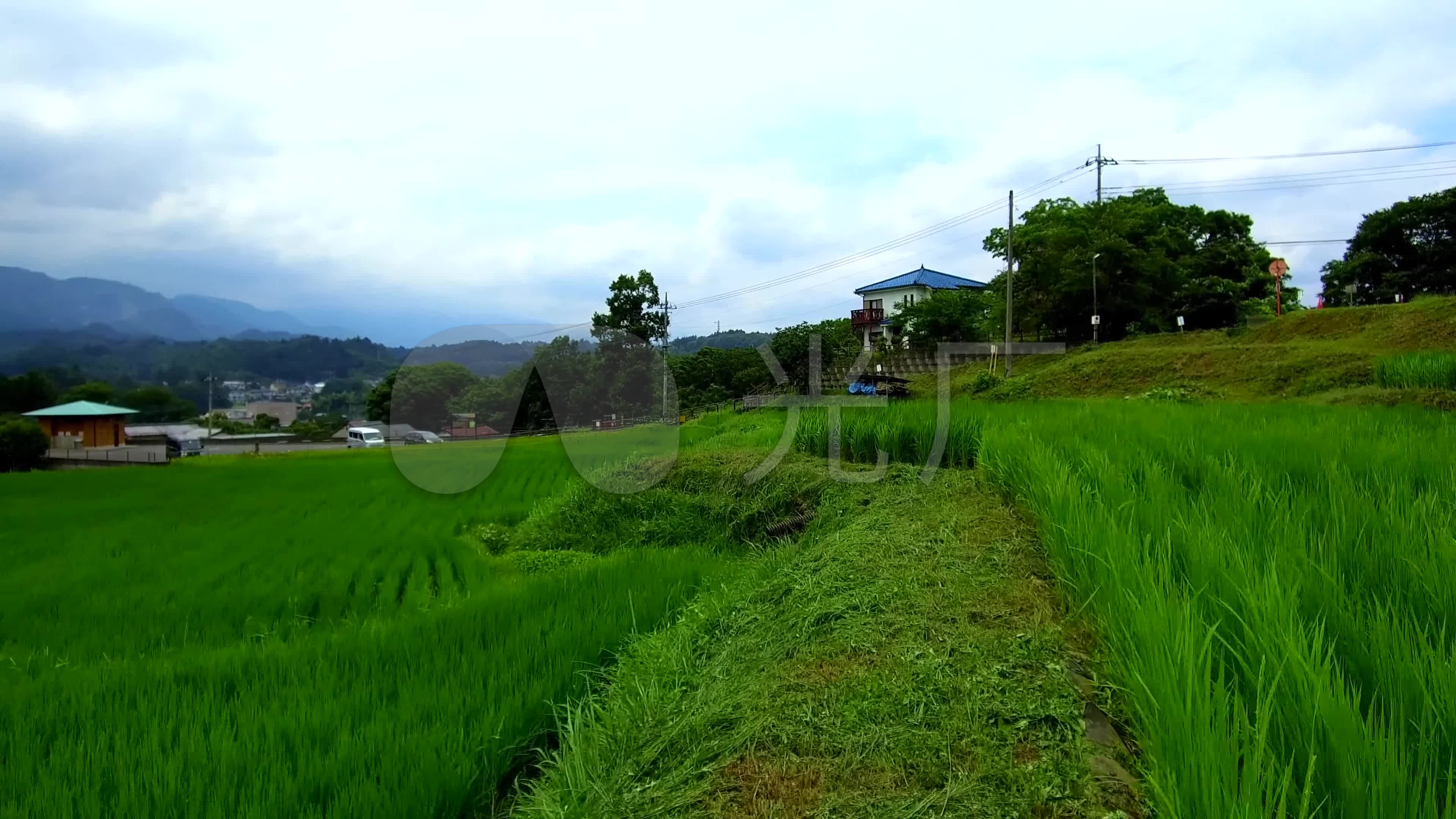 4k实拍山区水稻种植