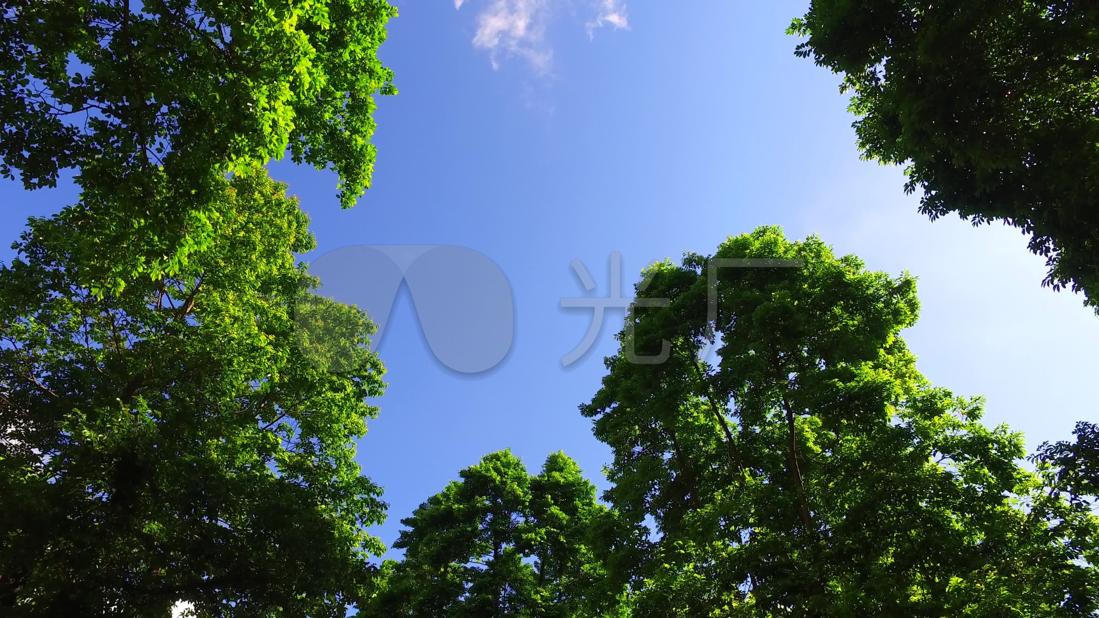 视频素材 实拍视频 自然风景 树木绿叶仰拍  来自视频原始文件或预览
