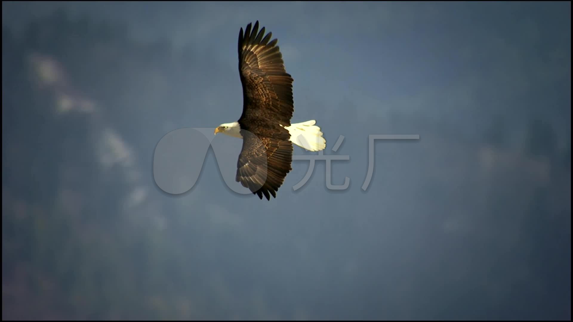 雄鹰展翅高飞老鹰高空飞翔特写影视素材_1920x1080