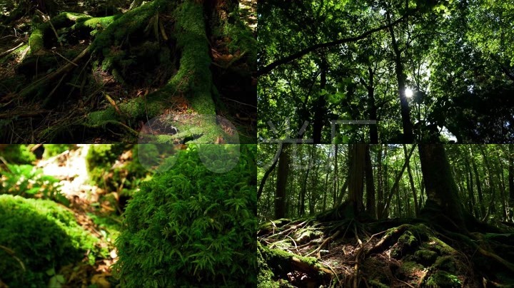 阳光树林原始森林森林led森林背景原生态生态松树光线苔藓地被热带