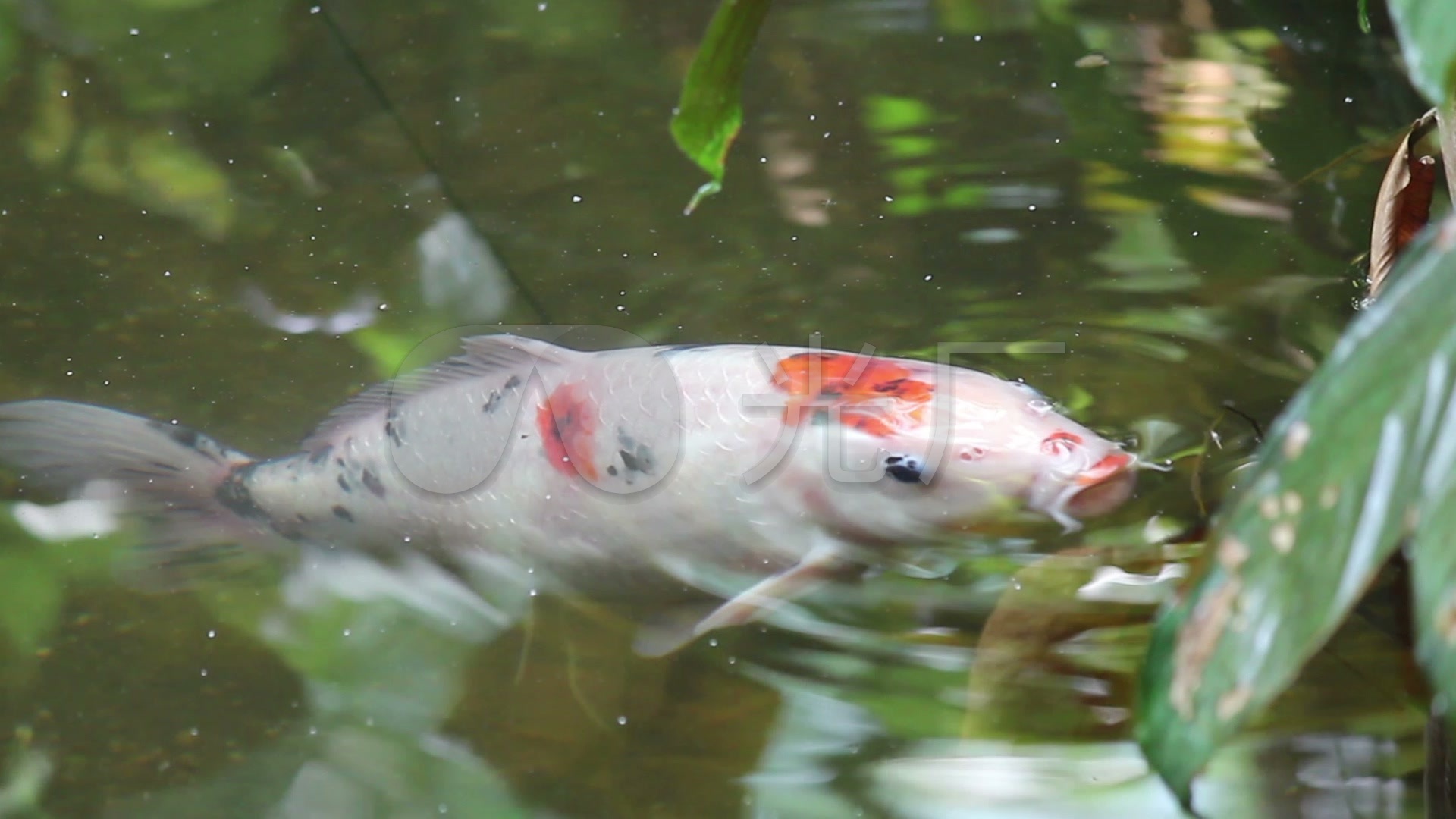 池塘的白色锦鲤鱼