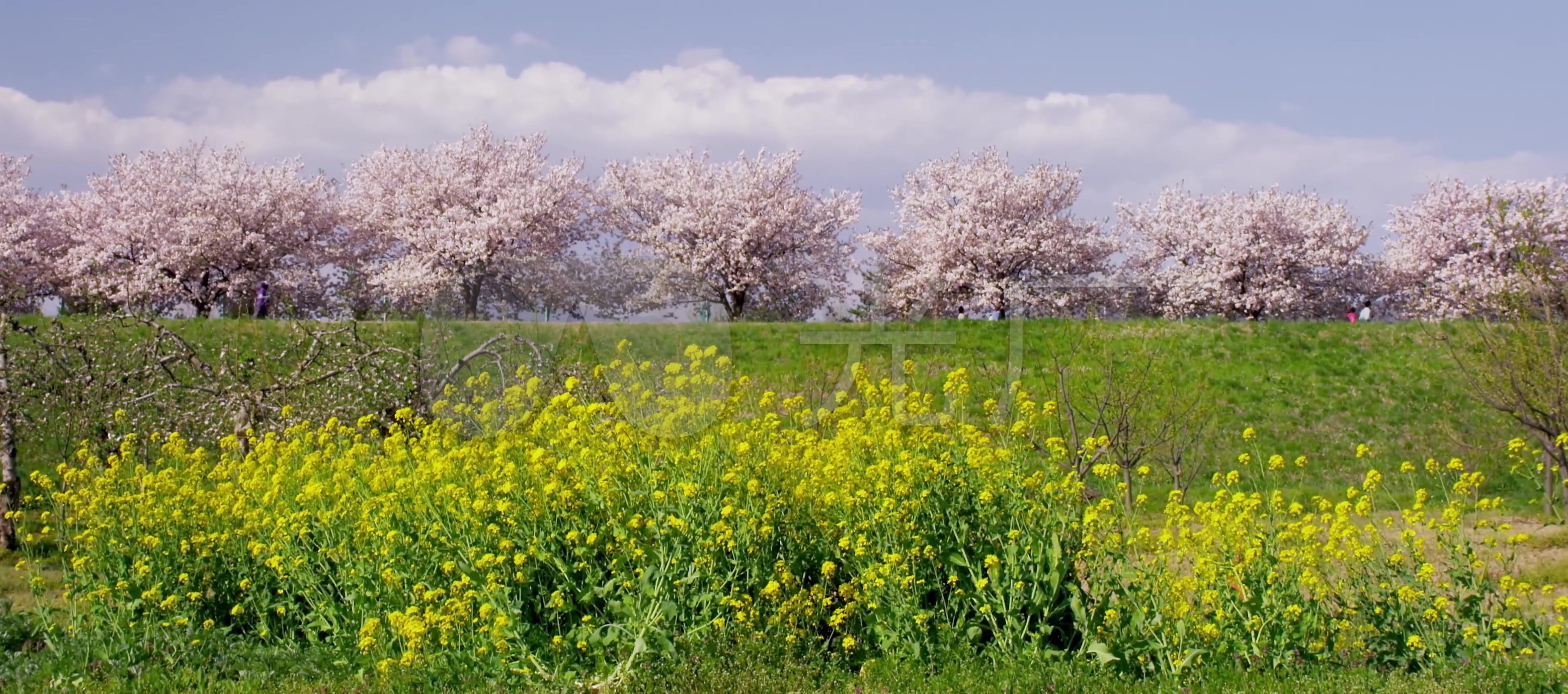 视频素材 实拍视频 自然风景 春季花季油菜花4k宽屏  来自视频原始