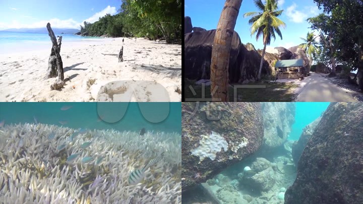 大海森林树木动物海洋生物鱼潜水