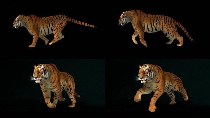 3d老虎真实模型