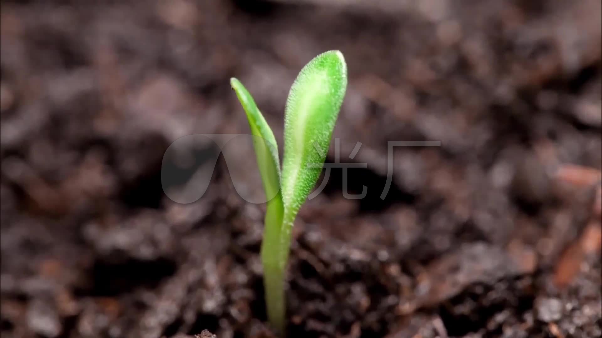 种子破土而出生命的力量