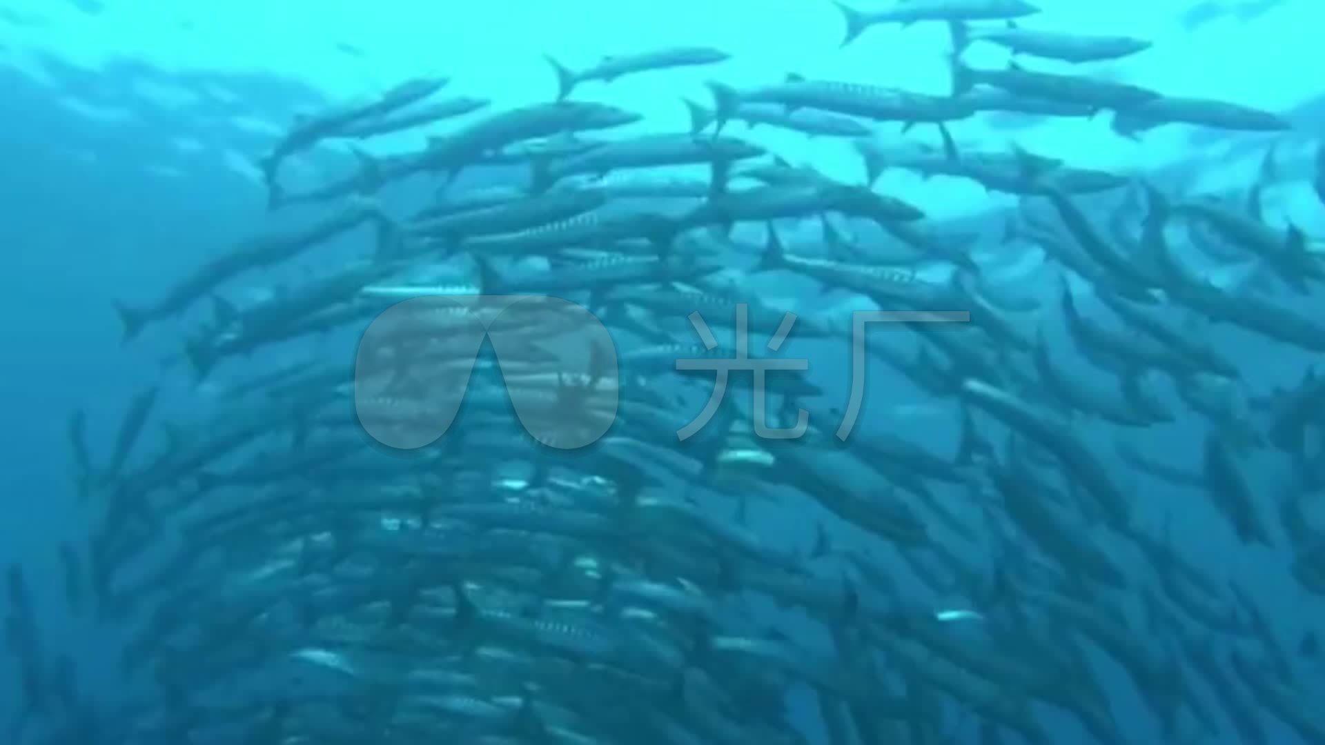 鱼海洋鱼群带鱼_1920x1080_高清视频素材下载(编号:1622981)_实拍视频