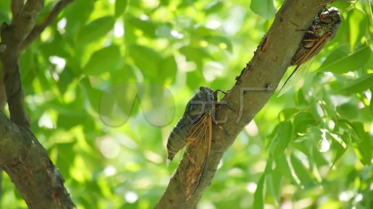 树上的蝉_1280x720_高清视频素材下载(编号:1656824)