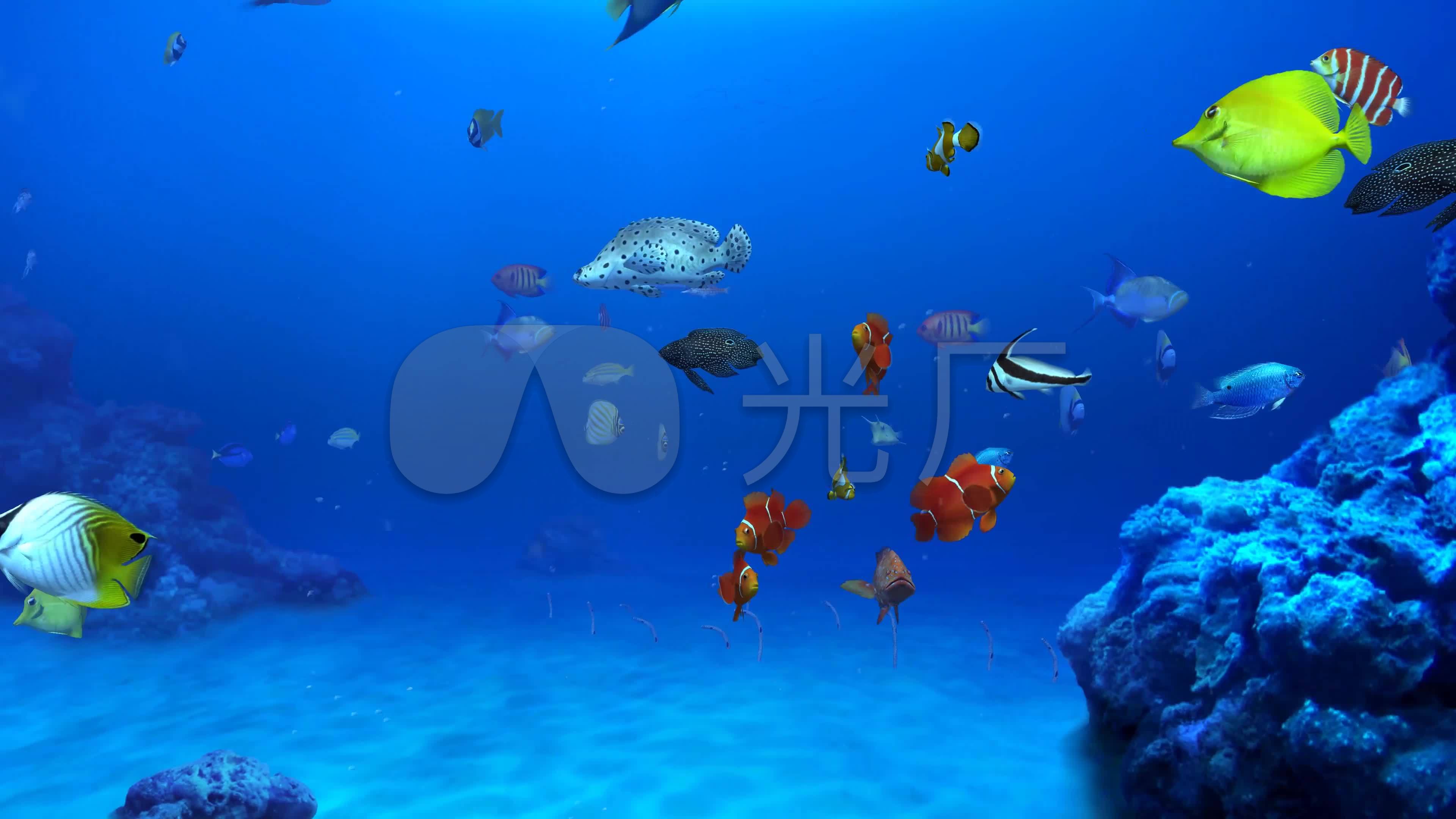 4k三维3d海底世界水族馆海洋海底鱼群