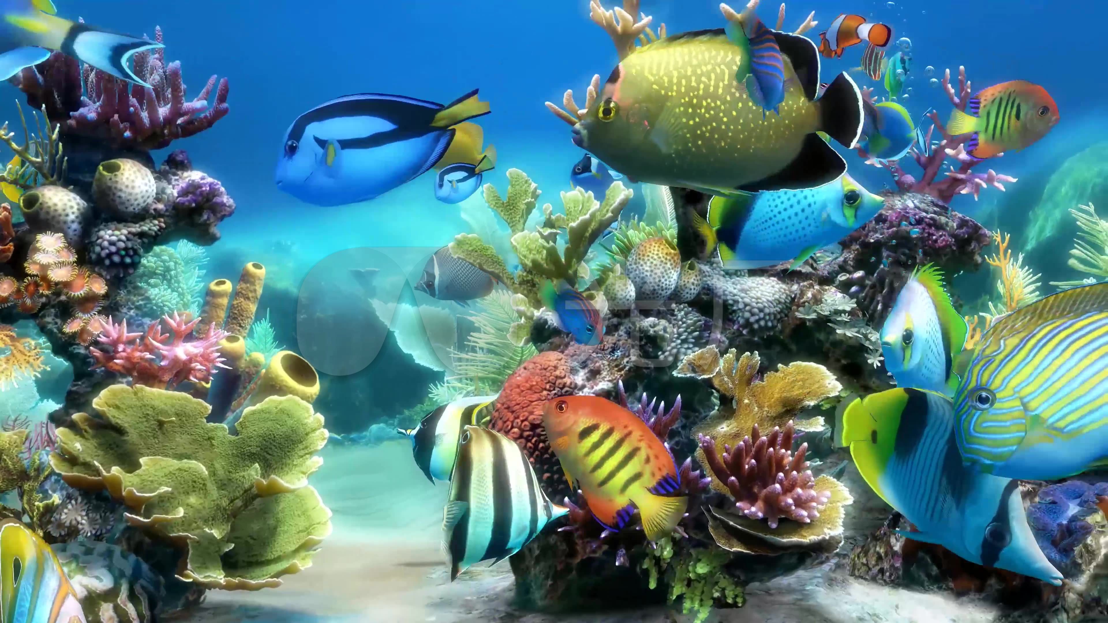 4k三维3d海底世界水族馆海洋海底鱼群