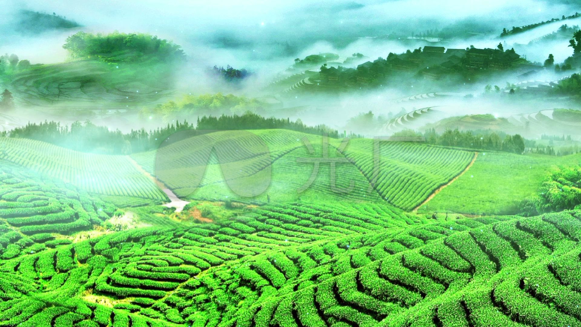 茶园_1920x1080_高清视频素材下载(编号:1662781)__vj