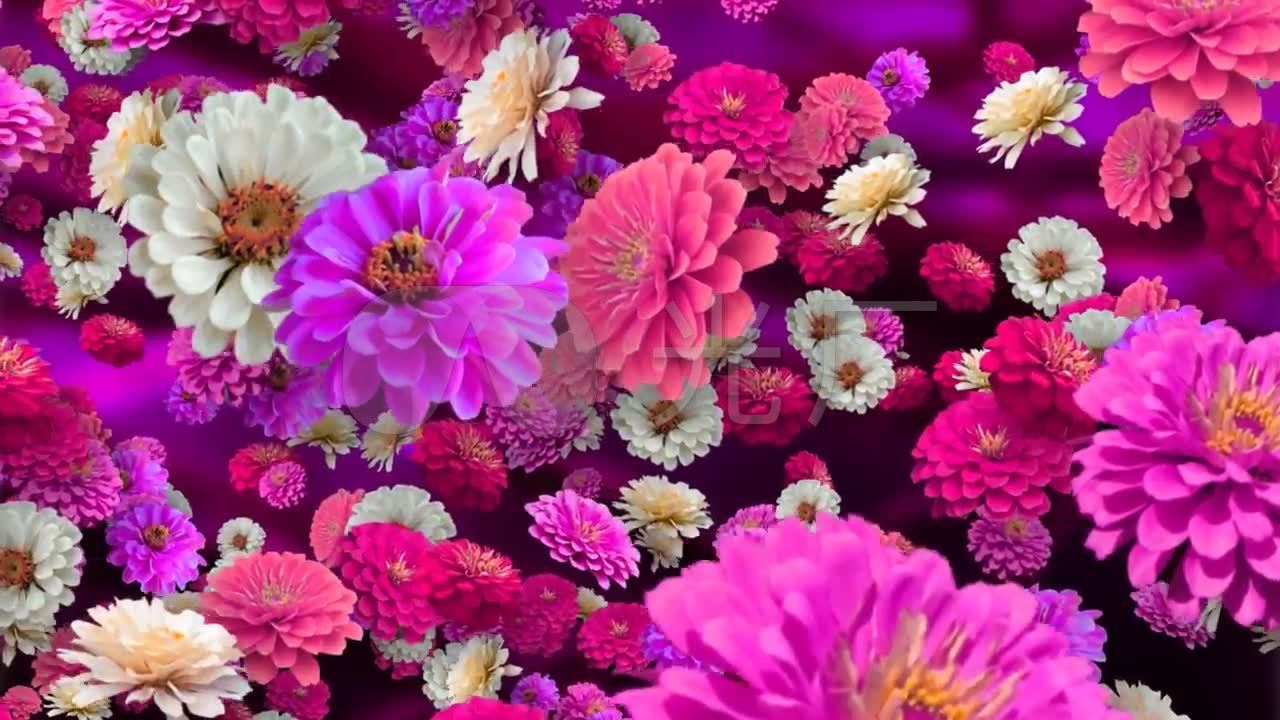 抒情唯美繁花似锦3d立体空间旋转花朵花丛_1280x720_高清视频素材下载