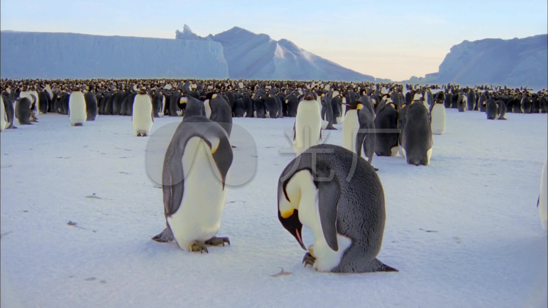 企鹅特写南极冰天雪地美景壮观