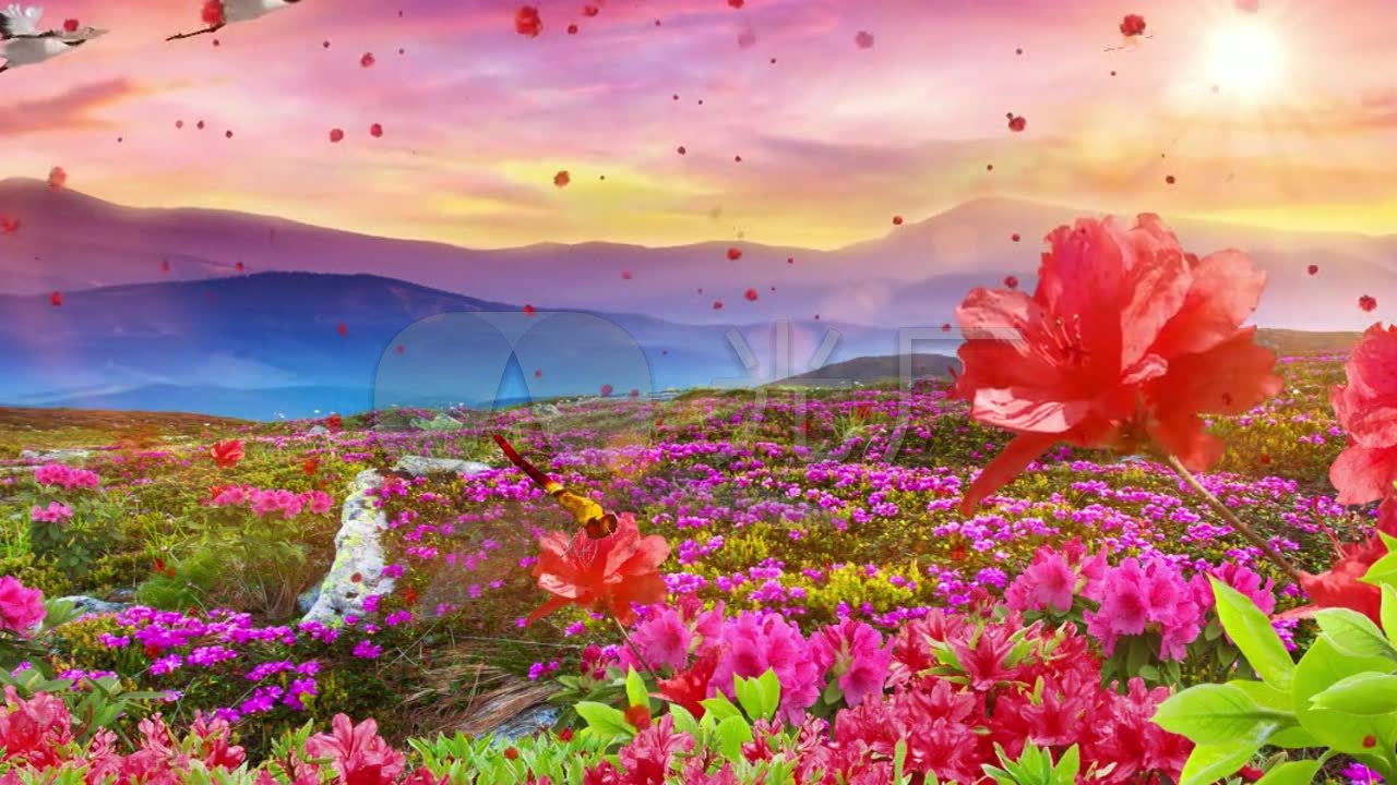 歌曲《映山红》舞台背景视频素材_1280x720_高清视频