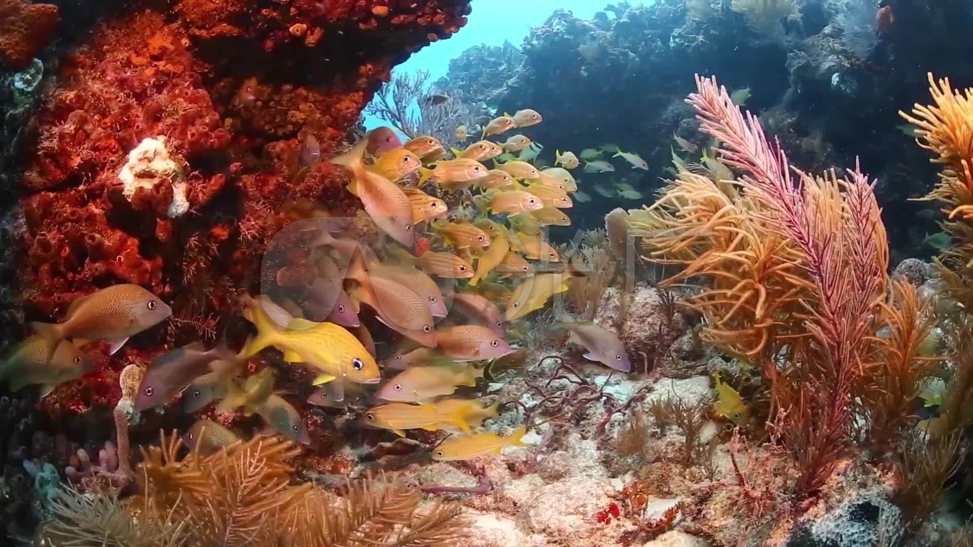 美丽的海底世界宣传视频_1920X1080_高清视