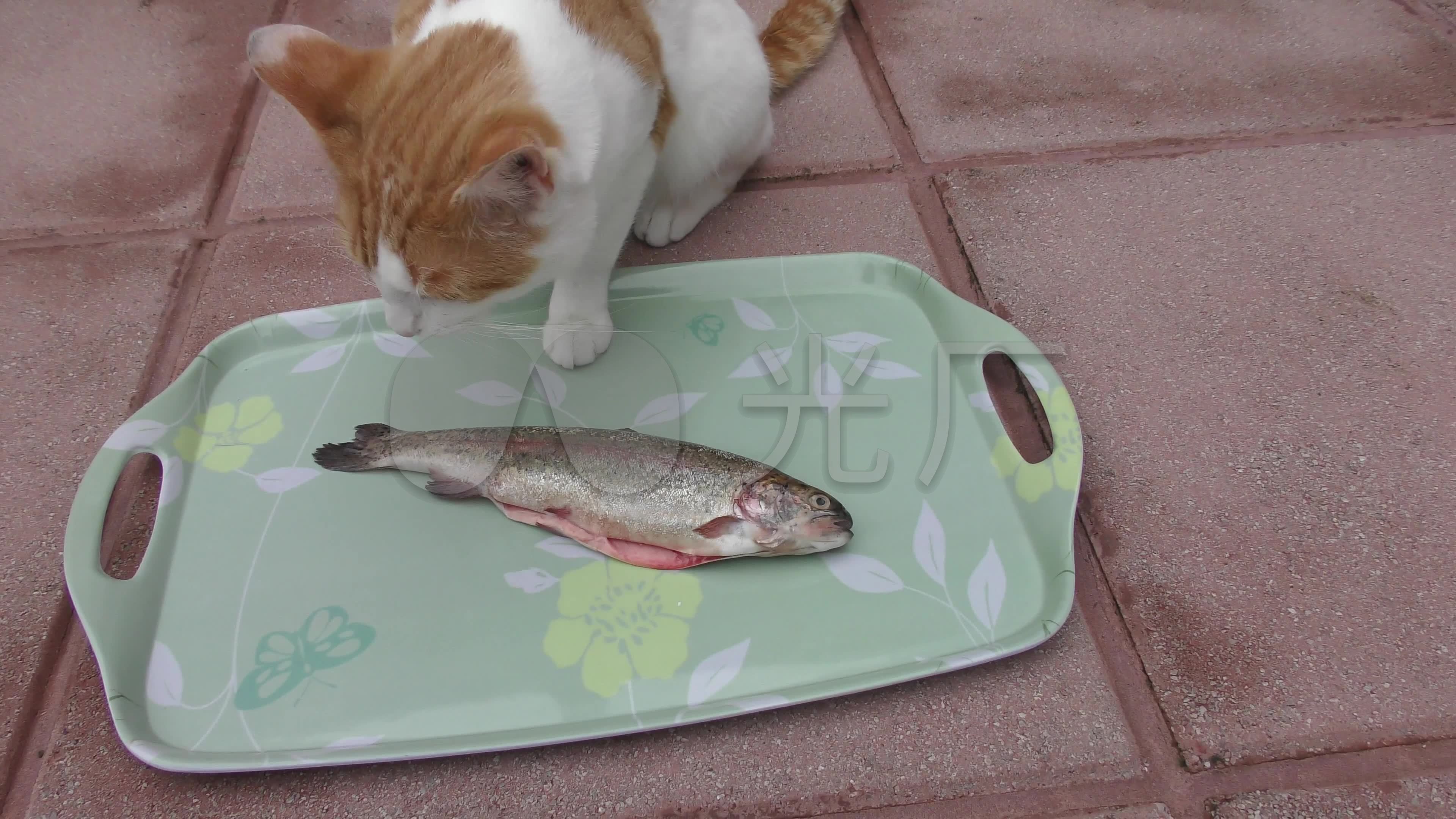猫小猫吃食物猫吃鱼4K视频_3840X2160_高清