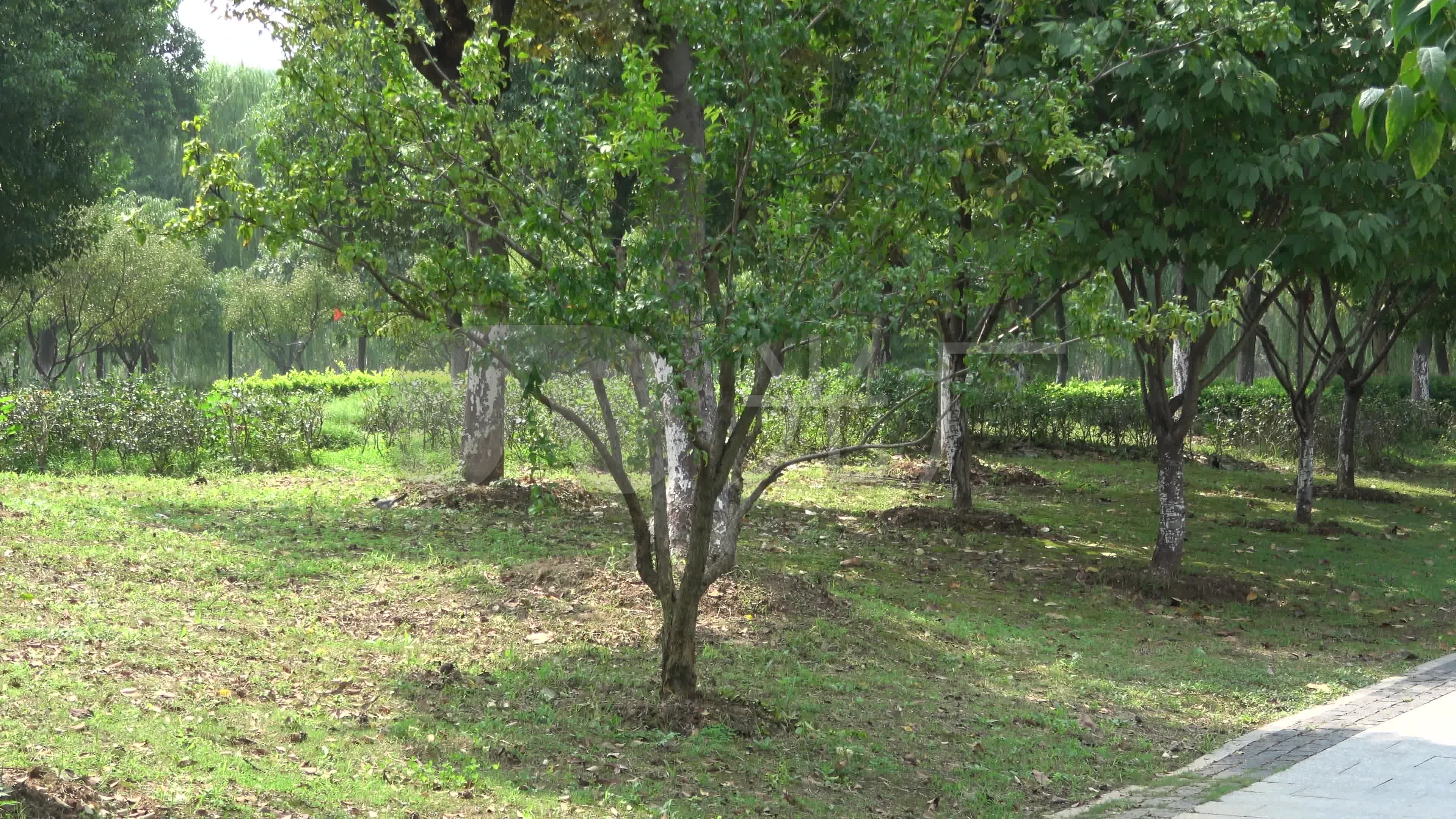 小树小鸟小草小路_3840x2160_高清视频素材下载(编号:1688679)_实拍