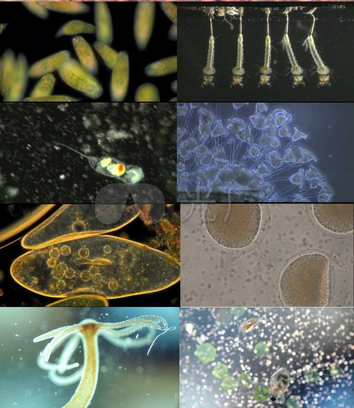 细菌微生物显微镜微观世界