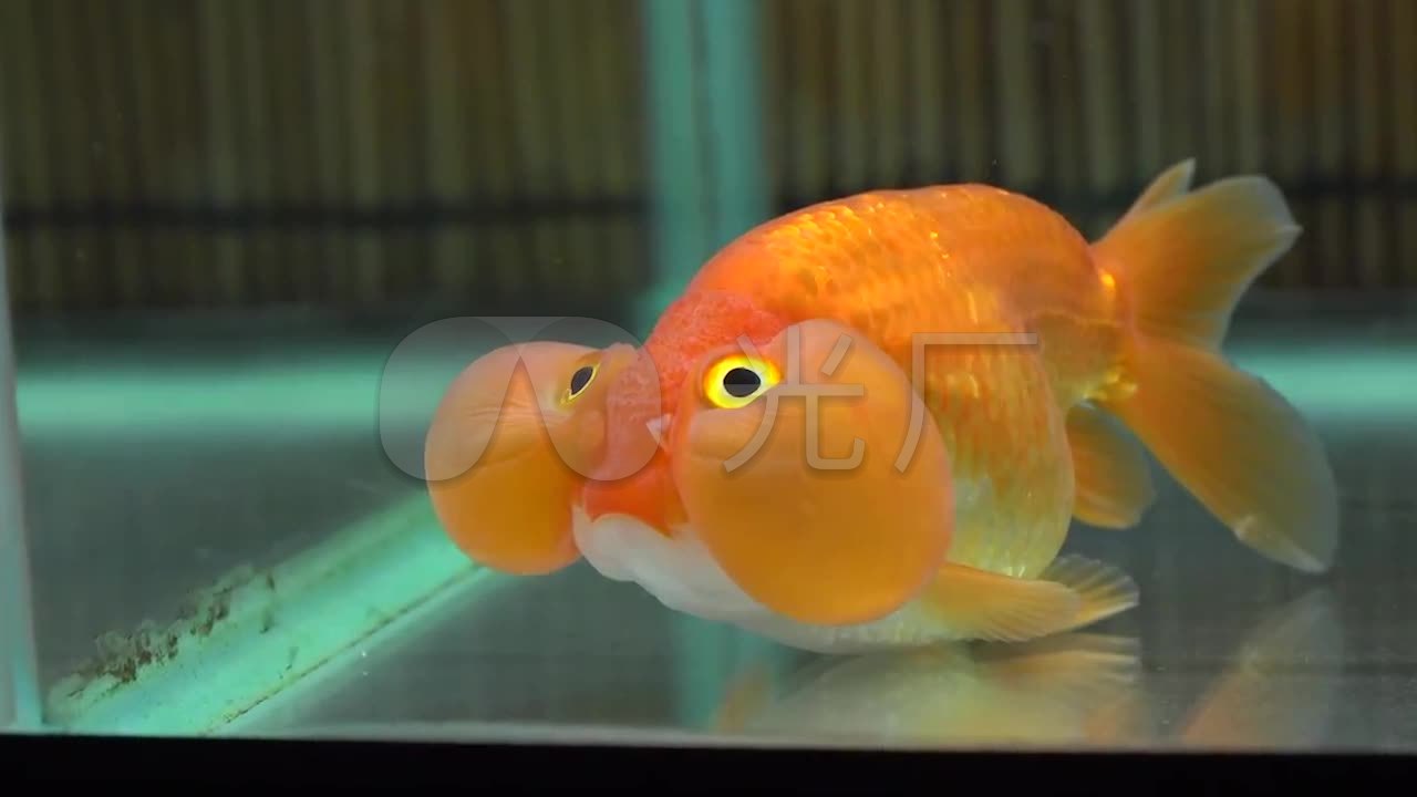 鱼缸里游动的大眼泡金鱼