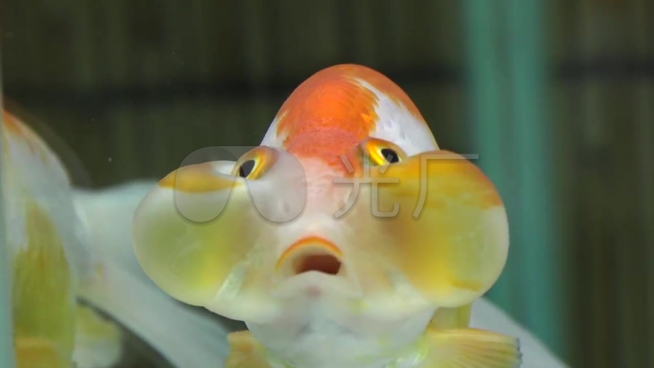 鱼缸里游动的大眼泡金鱼