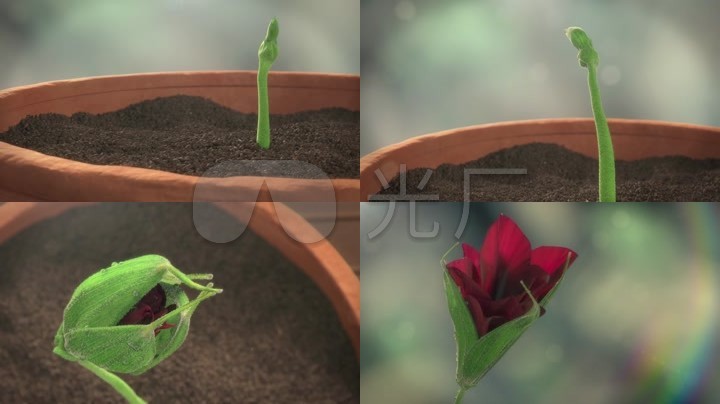 玫瑰发芽生长花朵绽放快速开放新生命