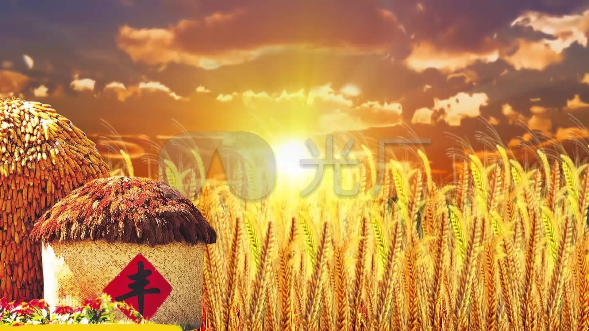 粮仓丰收金色麦浪麦穗麦田视频素材