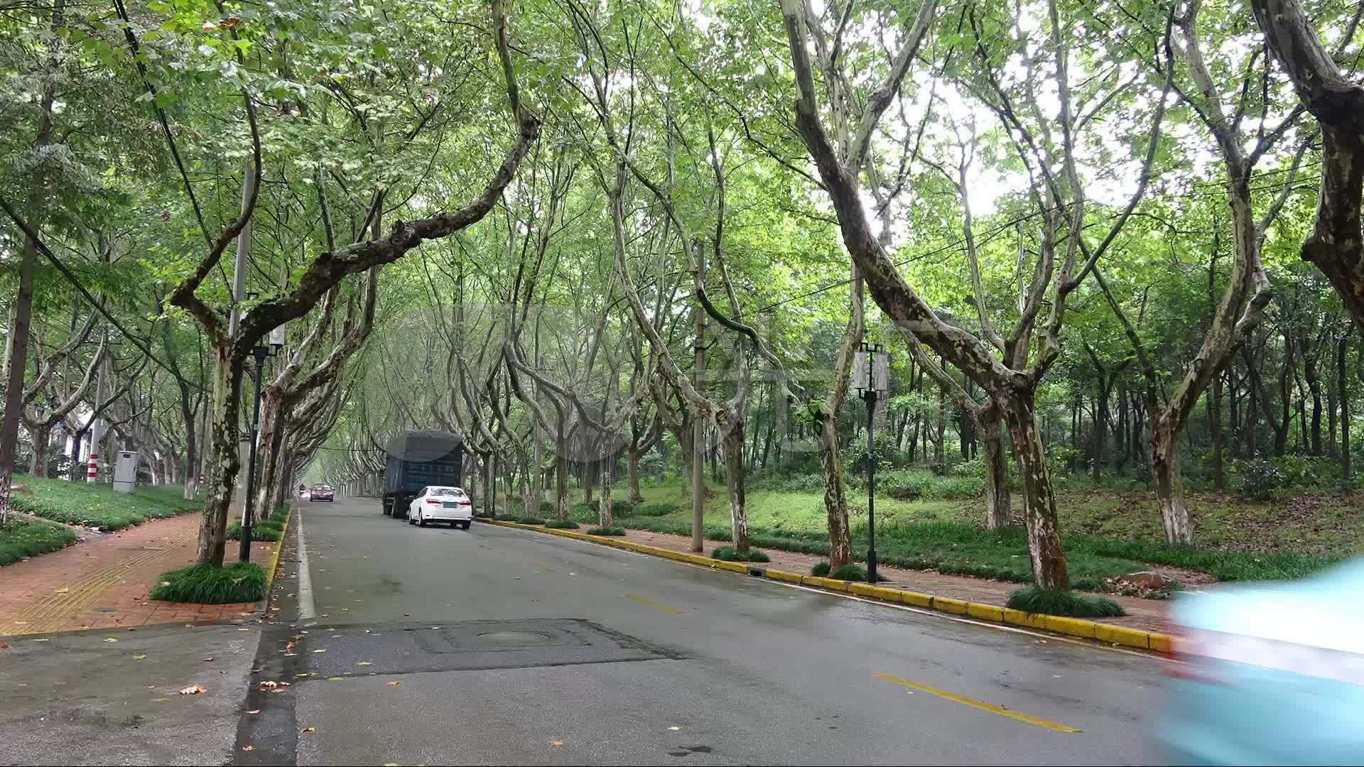 夏末秋初雨中南京梧桐树马路车辆行人延时_1920x1080