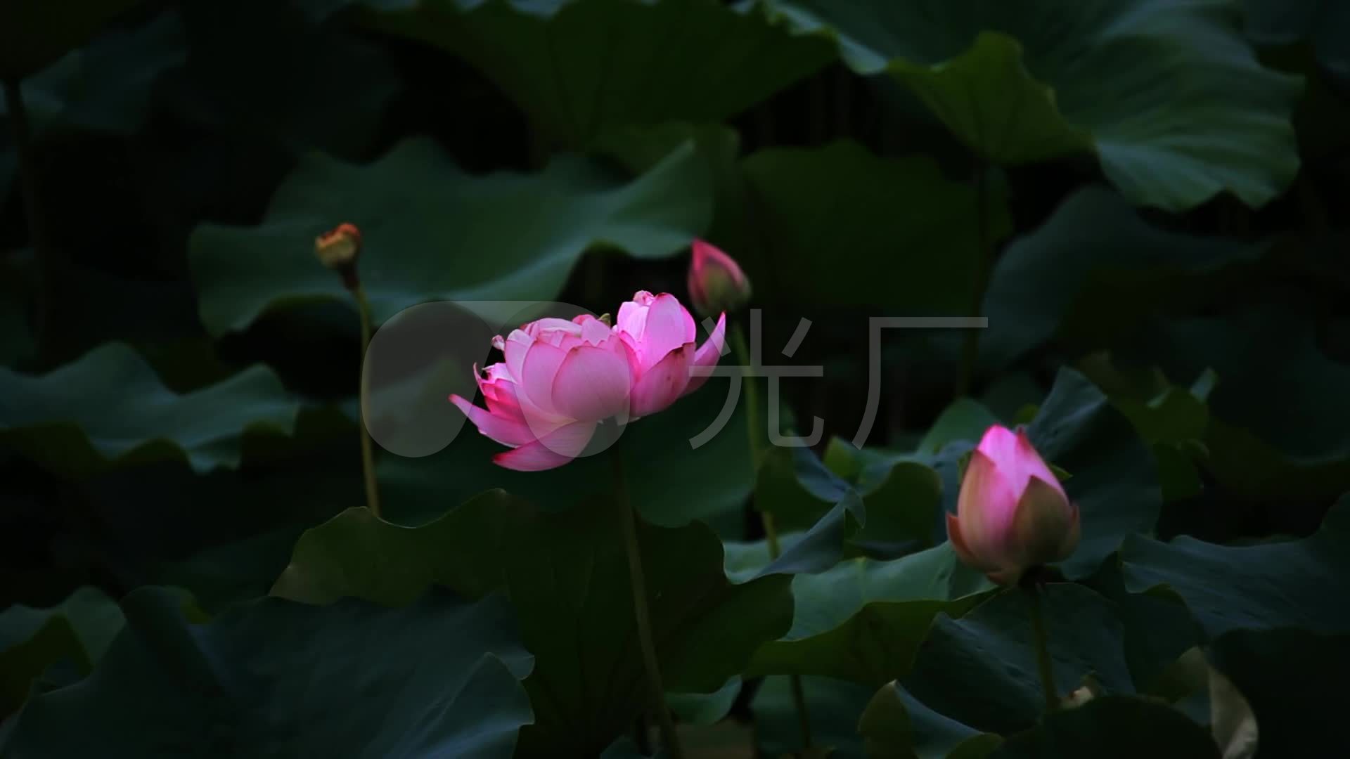 实拍荷花鸽子素材小景系列高清_1920X1080_棚视频视频图片