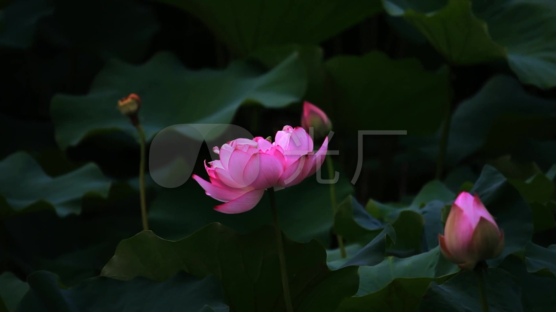 实拍荷花素材视频小景系列视频_1920X1080_网址高清转图片
