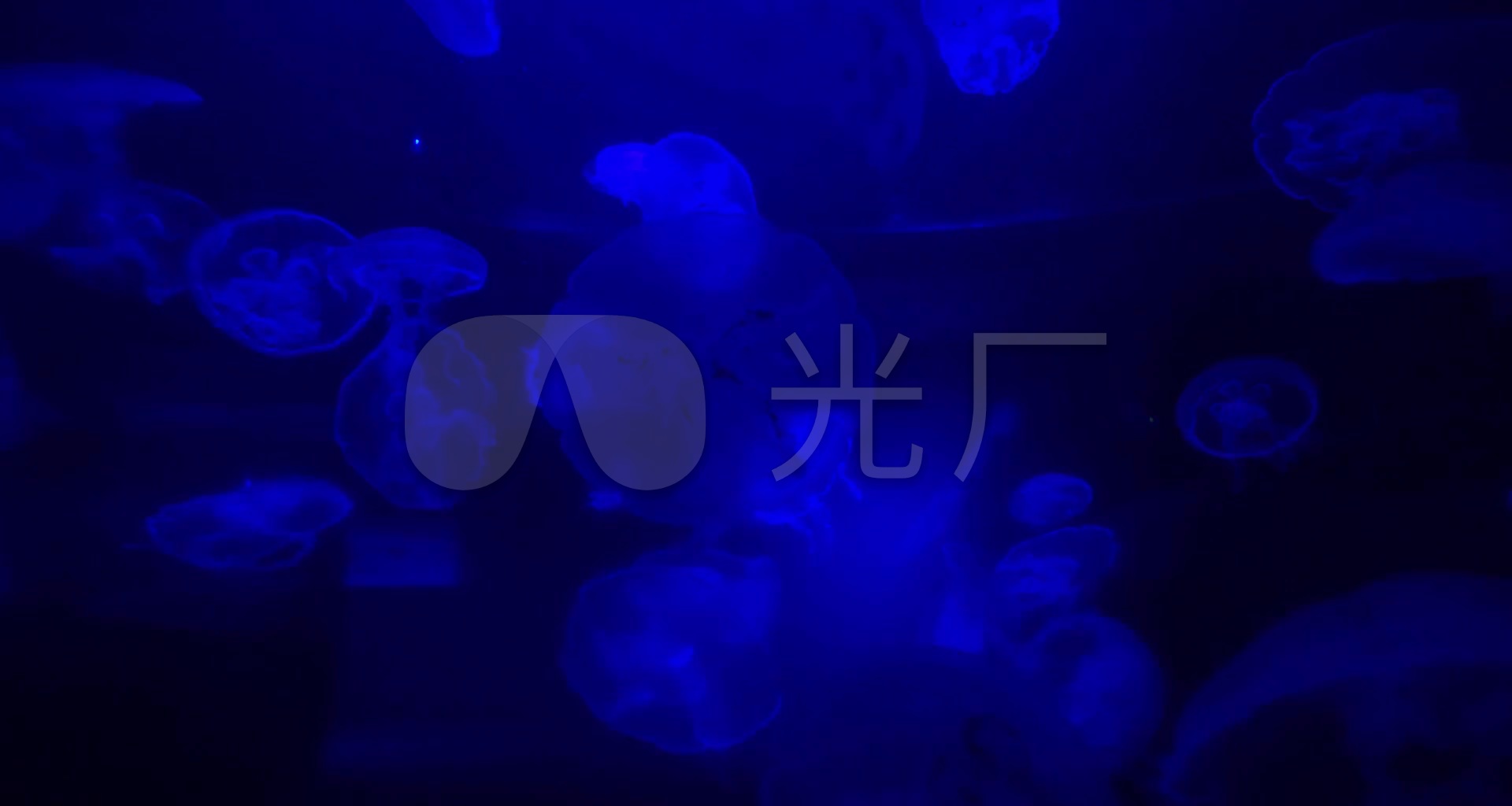 唯美蓝色海底世界海洋生物动画鱼类视频