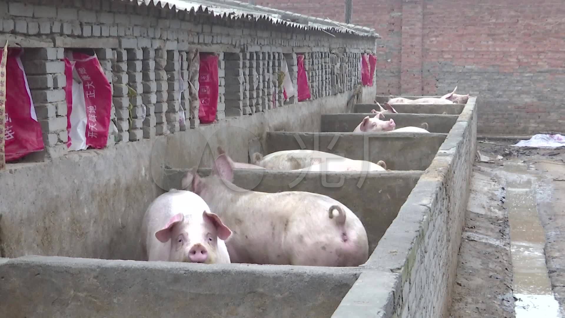 猪圈养猪农户农业_1920x1080_高清视频素材下载(编号