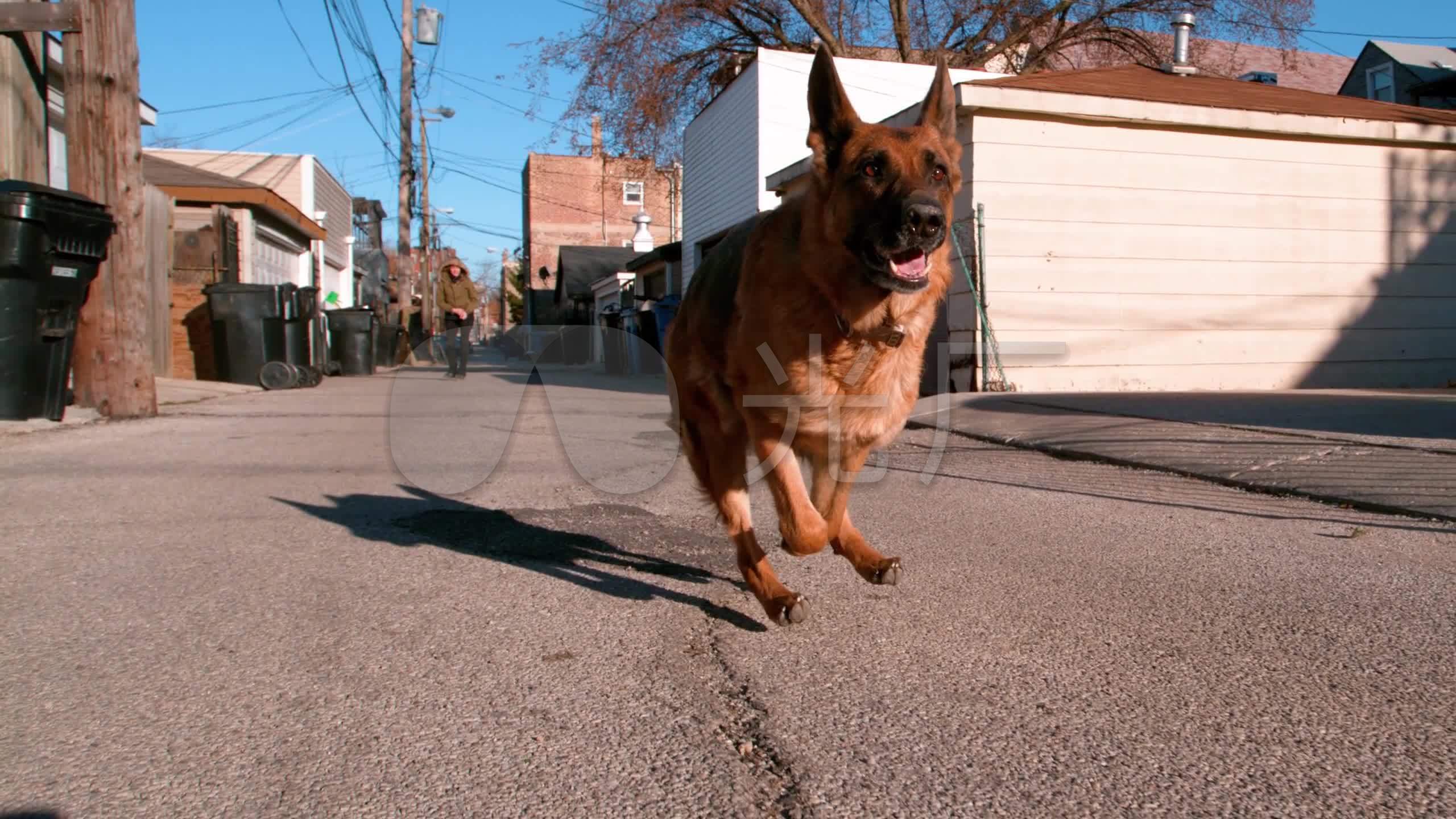 狼狗德国牧羊犬德牧奔跑咬人_2560x1440_高清视频素材