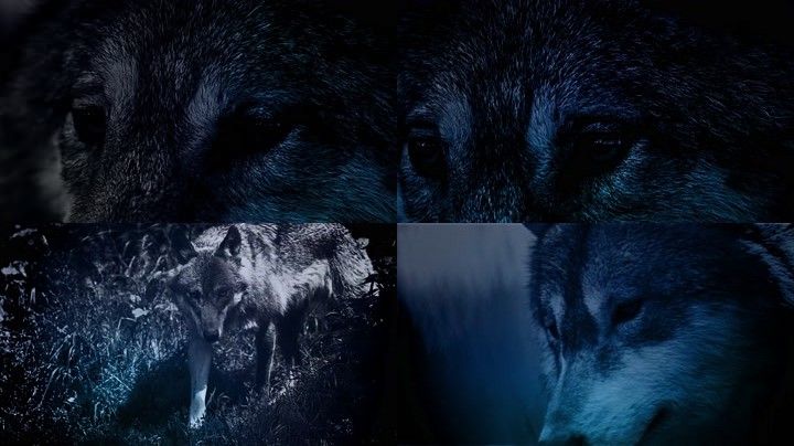 狼野狼自然动物世界狂野黑夜中的狼凶猛眼神狼群出动狼特写狼族精神
