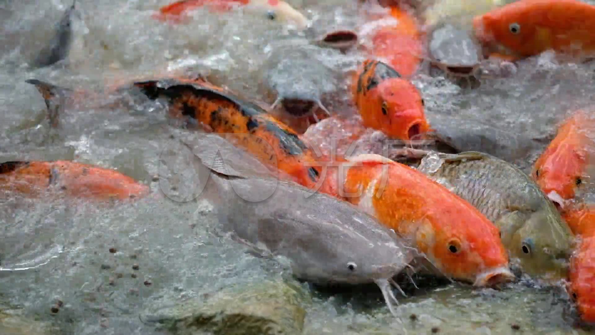 鲤鱼群