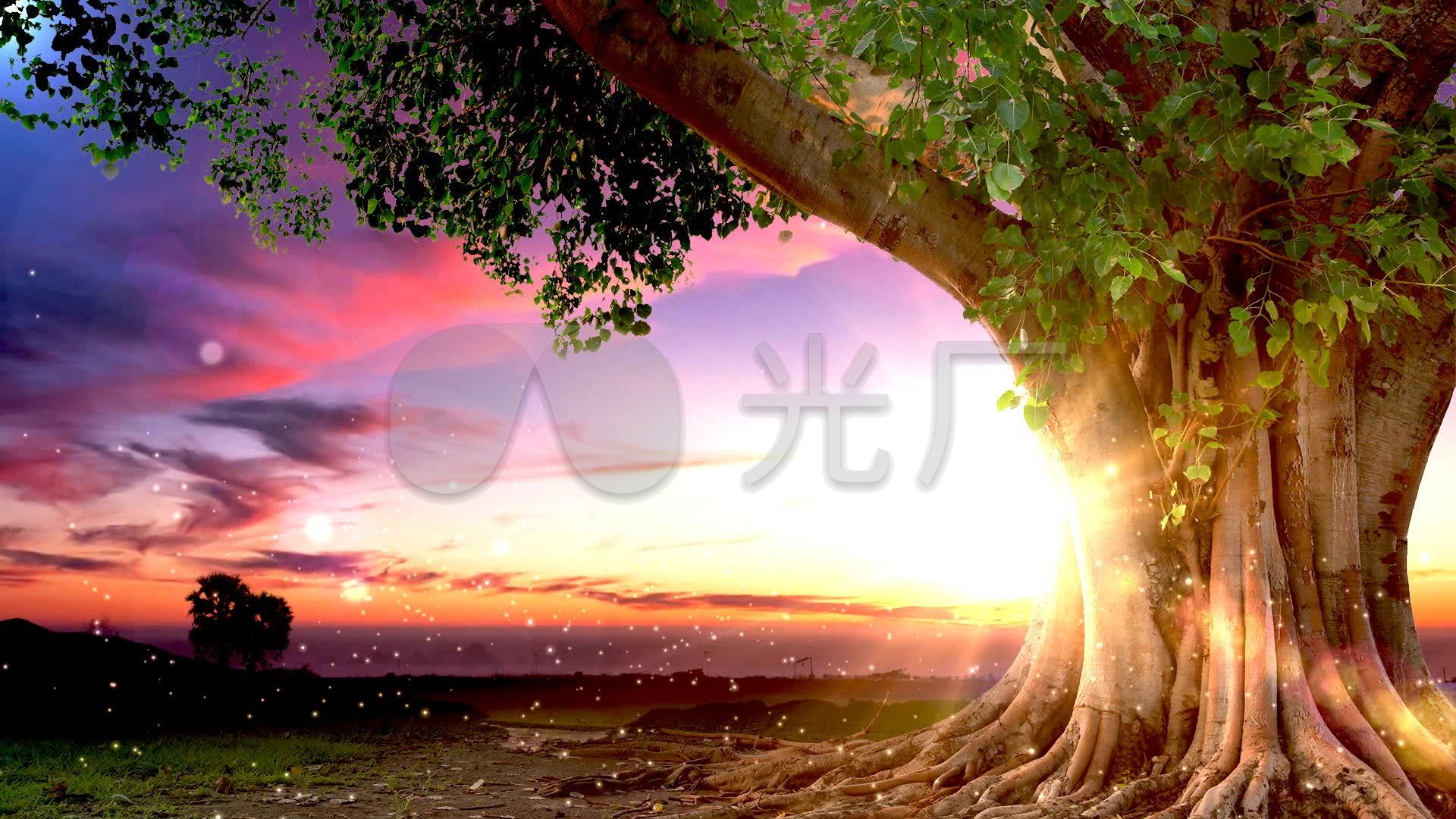 大树下唯美