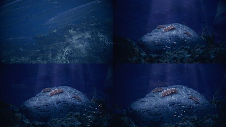 海底海参深海珊瑚海藻鱼群海洋海参蠕动海底阳光