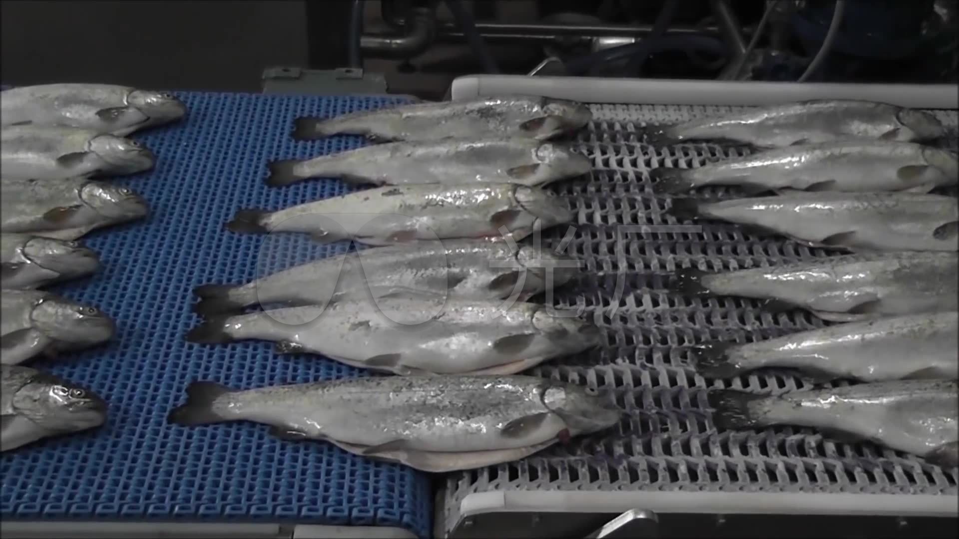 海产品鱼类加工生产车间流水_1920x1080_高清视频素材