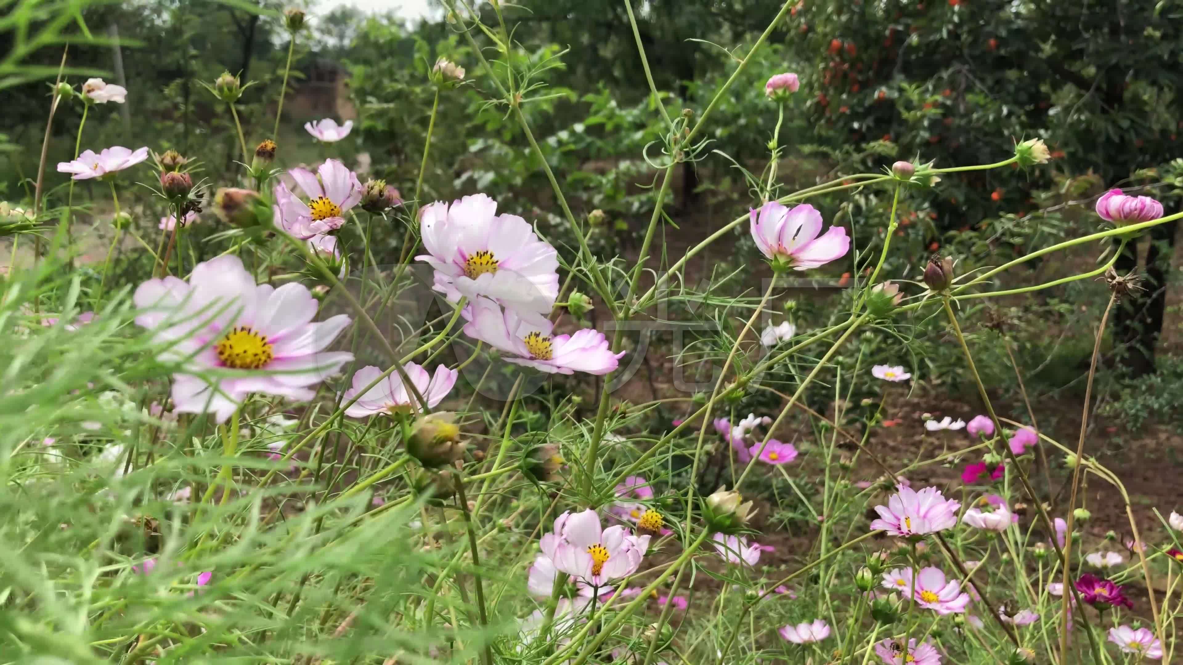 格桑花4K音乐配乐_3840X2160_高清视频素材