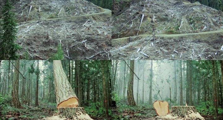 树木砍伐