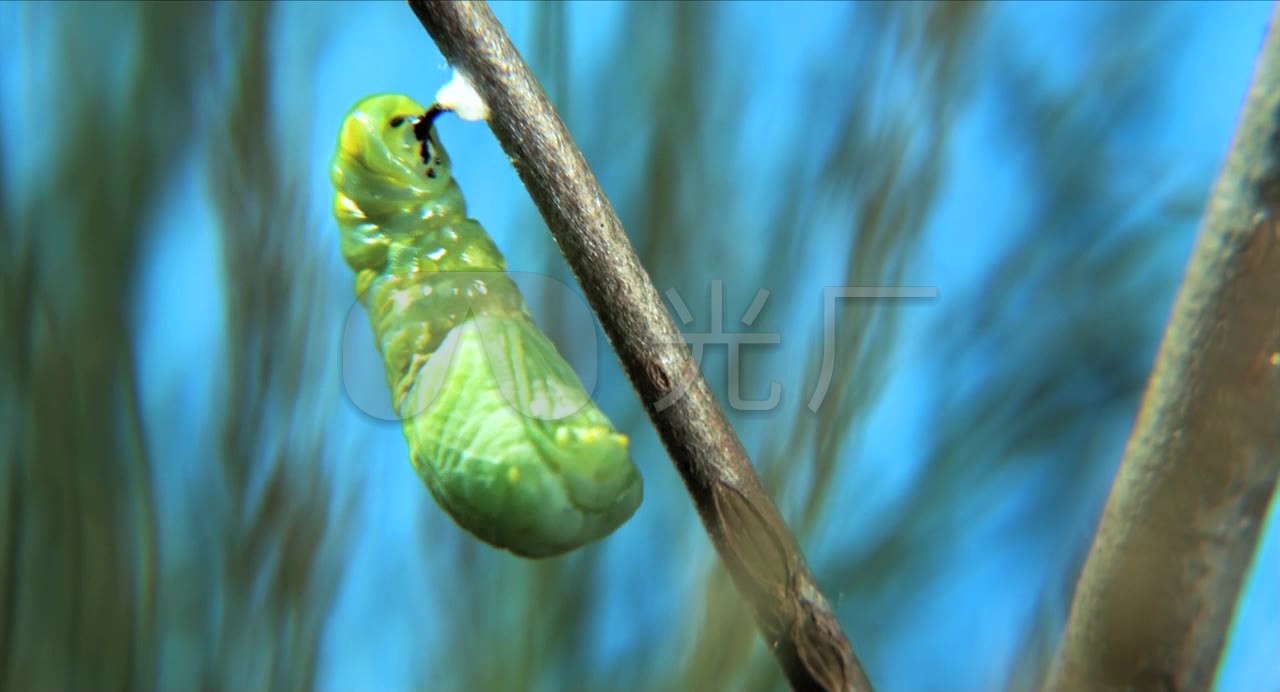 毛毛虫化茧成蝶全过程_1280x692_高清视频素材下载(:)