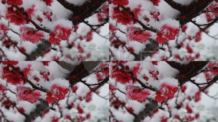 雪中红梅