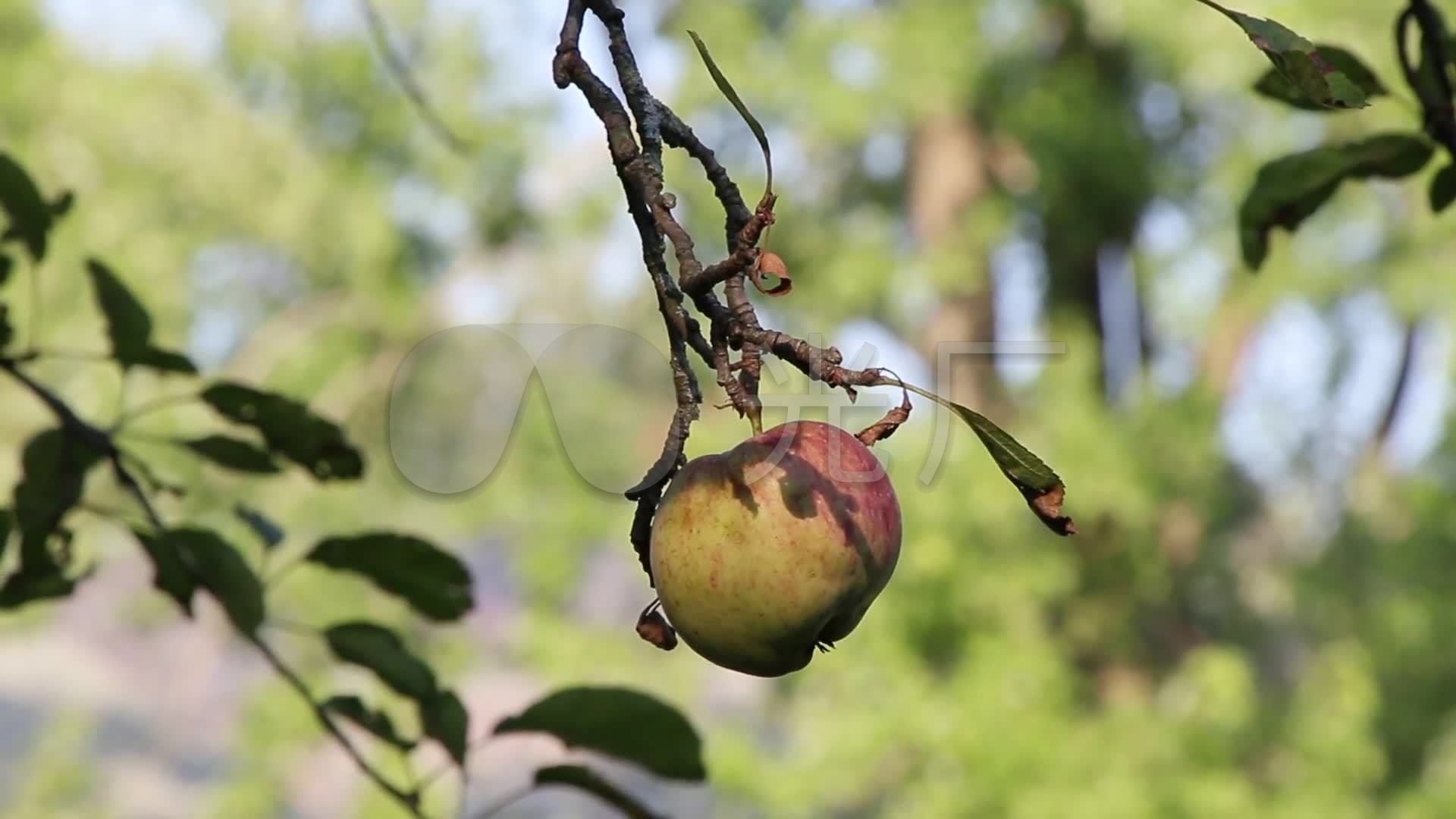 野生苹果树生病的果树