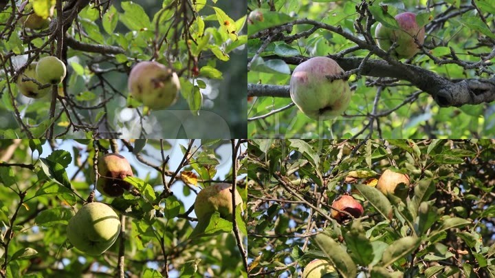 野生苹果树生病的果树