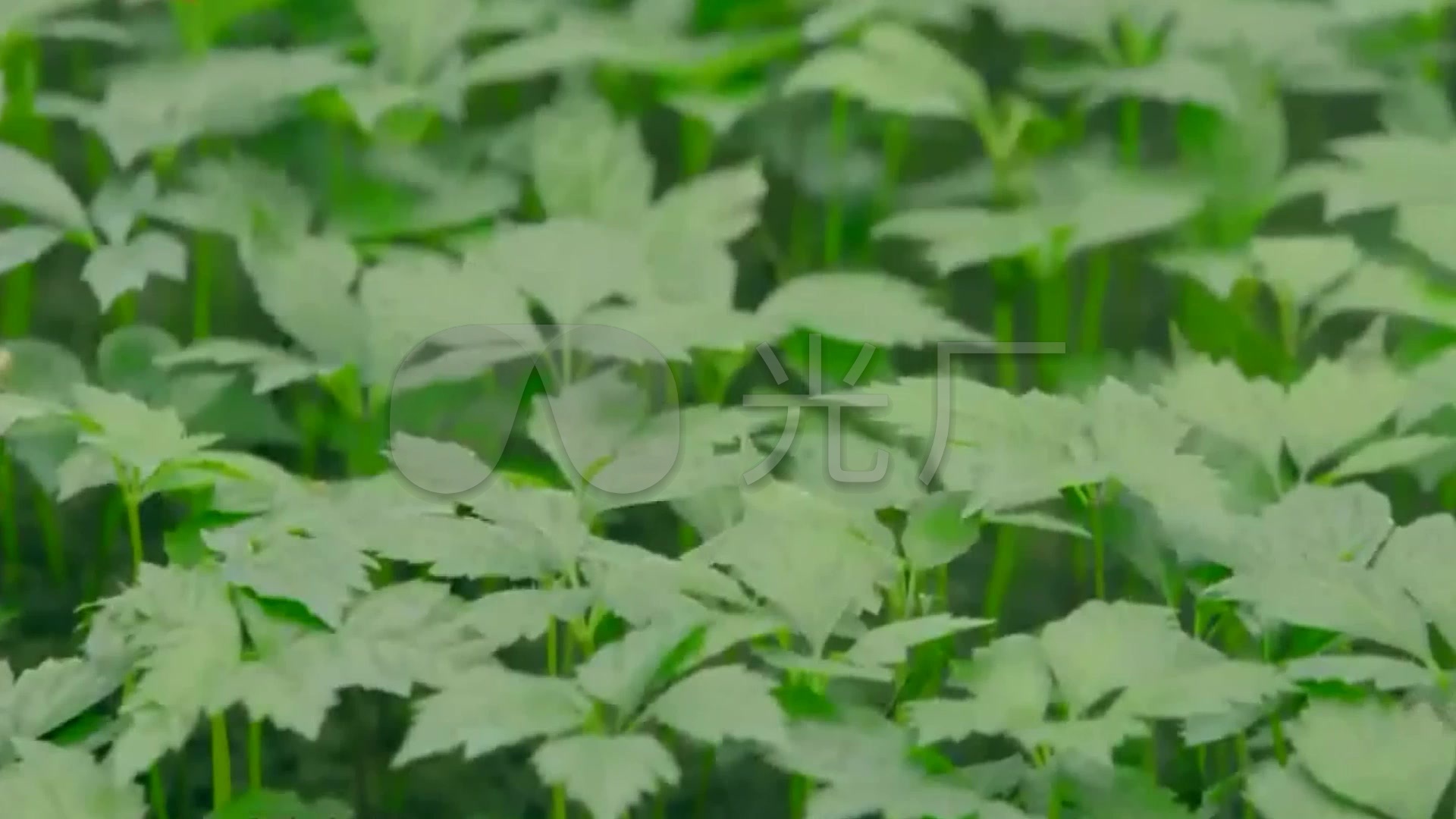基地种植仿生云三七视频电影v基地培育中药材_识看科研团队图片