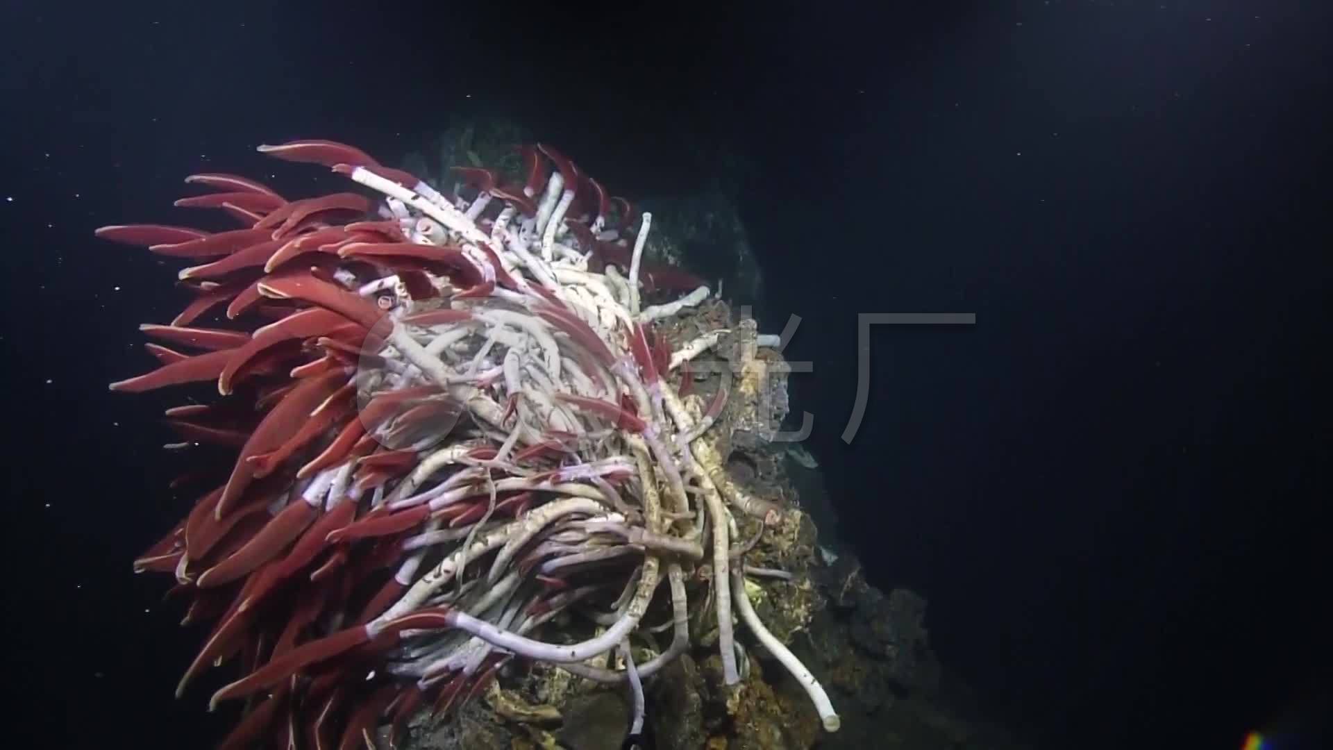 海底探险深海生物管状蠕虫_1920x1080_高清视频素材下载(编号:1840390