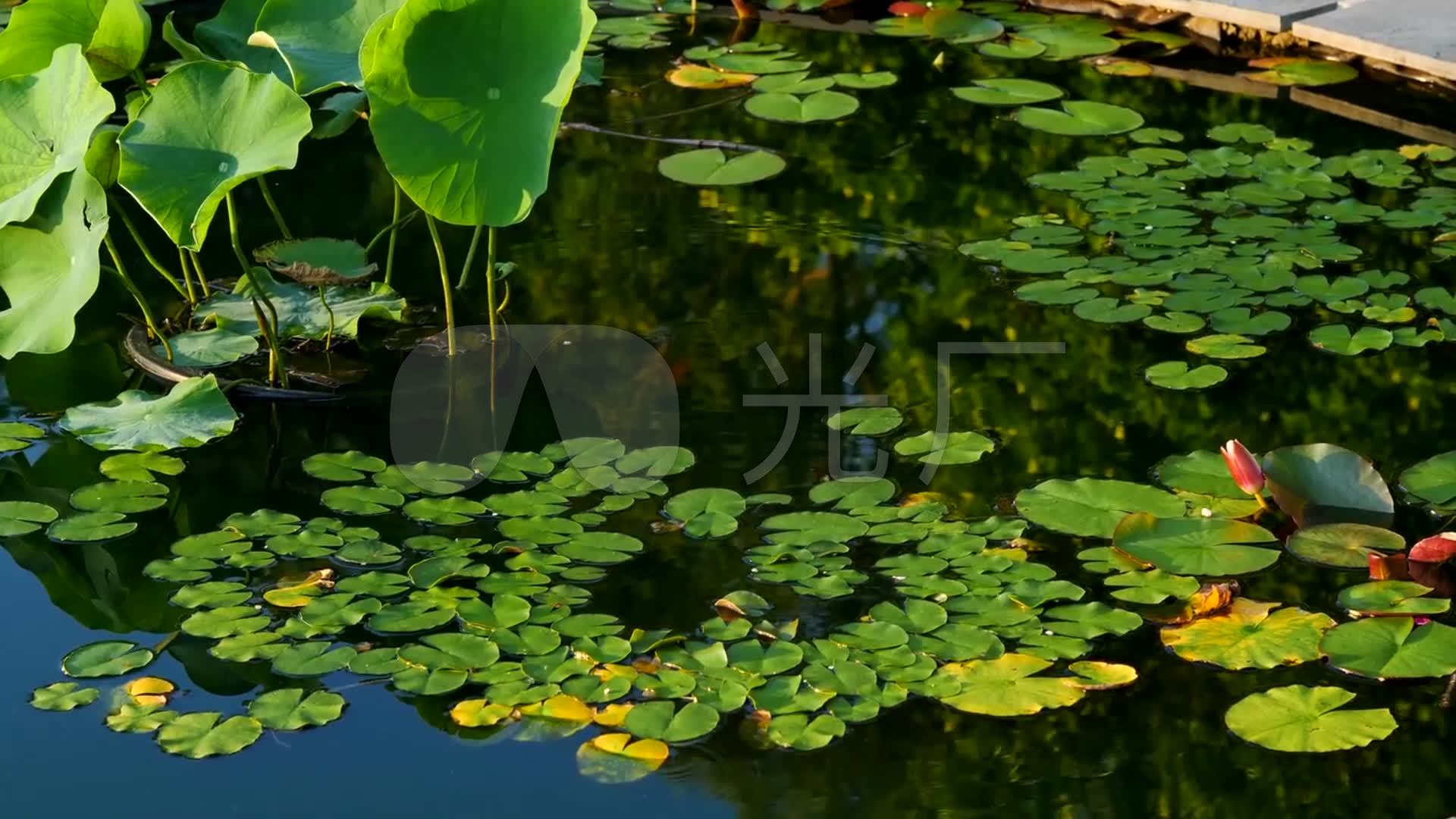 池塘里的荷叶睡莲_1920x1080_高清视频素材下载(编号