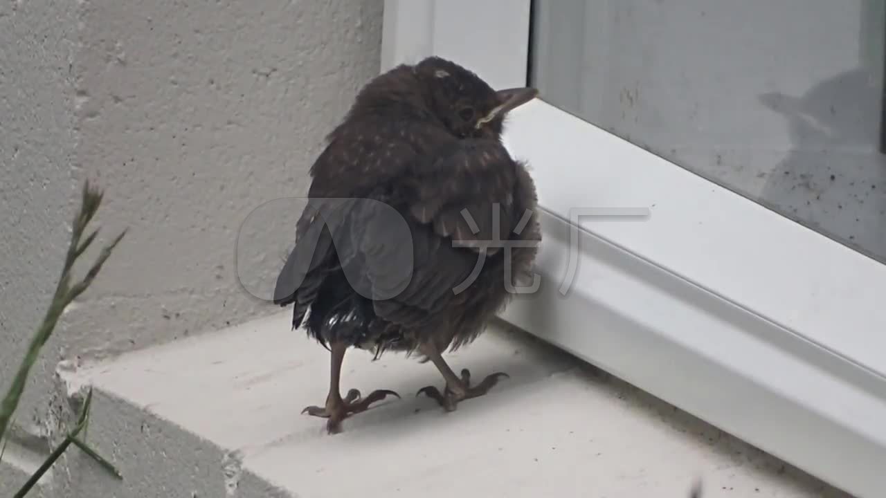 黑鸟叫声——孤独的小鸟叫声_1280x720_高清视频素材