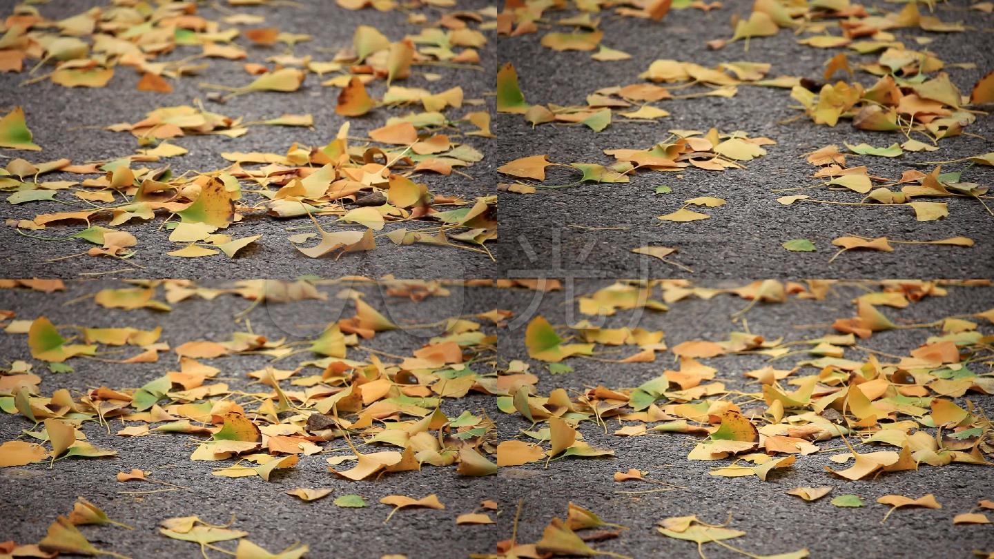 秋风吹动地面银杏落叶