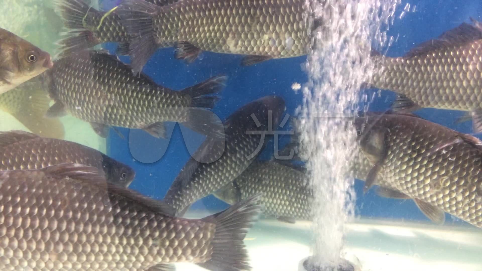 实拍 超市 水池 活鱼 高清视频