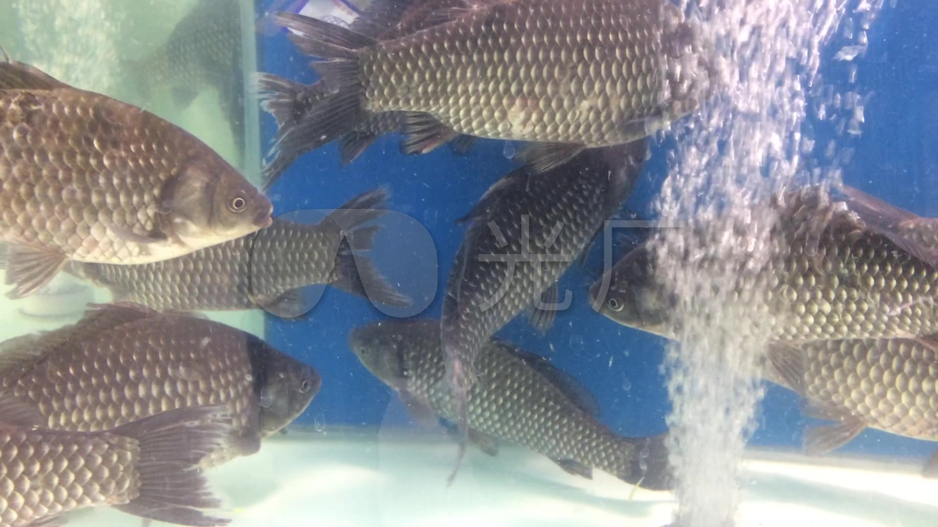 实拍 超市 水池 活鱼 高清视频